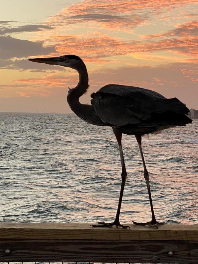 Romantic Condo For 2-Sunset Harbor Palms 1-205, Pool, Fishing Pier Navarre Esterno foto